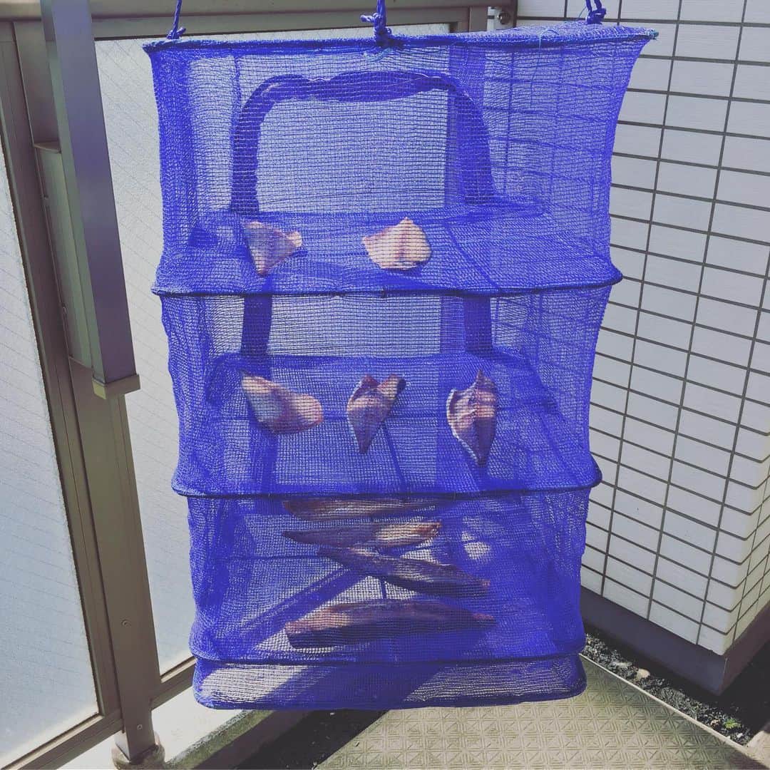 佐藤智美のインスタグラム：「昨夜酔っ払って🥴🍻帰ってきたら、 ベランダに干物🐟作られてたw  子供…ヤルな……👍✨ #サバ  #干物  #自家製」