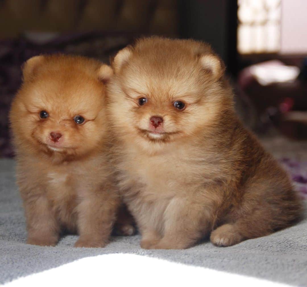 Regeneratti&Oliveira Kennelさんのインスタグラム写真 - (Regeneratti&Oliveira KennelInstagram)「They doesn't even look real 😍 #pomeranian ➖ Rate this cuteness out of 10 💗 ➖ Don't forget to follow us for a daily dose of cuteness!🤗😍 • • • • • #pomeranianpuppy #pomeranians #teacuppuppies #dogsofinstagram #dog #dogs #puppies #puppy #pups #pupsofinstagram #dogsofig #puppiesofig #puppiesofinstagram #dogsofnyc #dogsofnewyork #sanfrancisco #newyork #losangeles」8月25日 10時07分 - jmarcoz