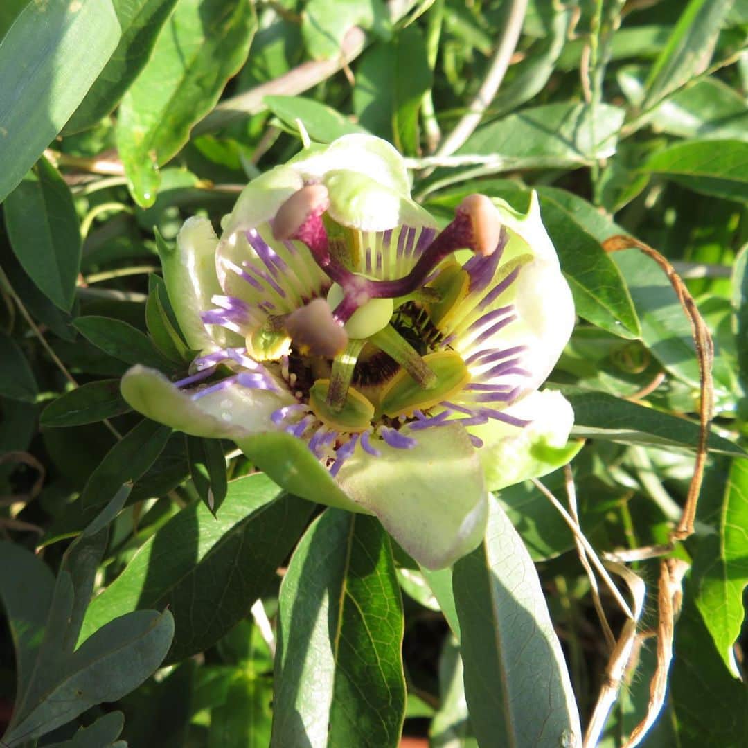 魔女菅原のグルメインスタ