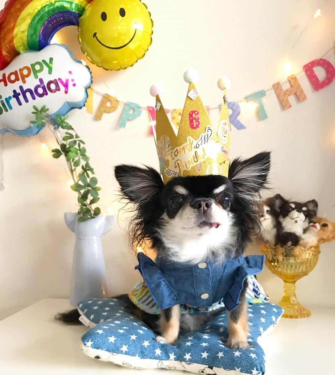 kayoのインスタグラム：「* * 🎀Happy Birthday Melon🎀 * * めろめろ6歳になりました 😊🎂🎉🎉💗💗 * * 可愛い可愛いめろめろ❤️ 我が家でいちばん小さいけど いちばん元気😊✨ * * いつまでも小さい気がするけど もう6歳なのか😅 出来ることなら もうこのままずっと歳とらないでほしい… * * 6歳も元気に楽しく過ごそうね😆✨✨✨ * * Melon💗🎂 2019.8.25 * * #happybirthday #お誕生日おめでとう #6歳 #兄妹のみんなもおめでとう #みんないつまでも元気でいてね * * #chihuahua#chihuahualove#dogstgram#dog#instadog#チワワ#チワワ大好き * *」