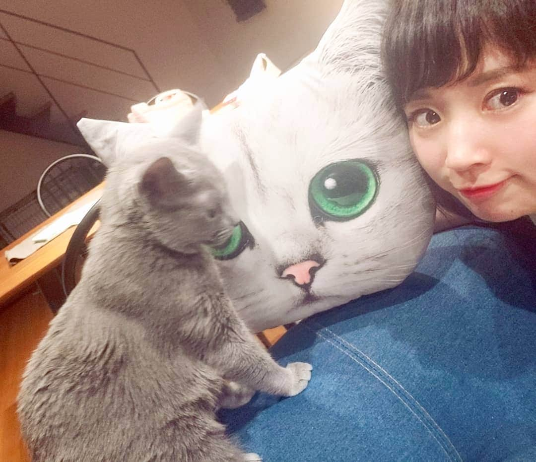 坂本詩緒里さんのインスタグラム写真 - (坂本詩緒里Instagram)「急性胃腸炎の療養期間も終わり元気になってきました✨ 立ち眩み、吐き気、腹痛つらたん😭 福島オープンに出れなかったのはかなしぃちゃんだけど久しぶりに猫ちゃん達とまったり過ごせました🐱  月曜日から仕事復帰します🙋  #猫のいる暮らし  #ぎんちゃん #ロシアンブルー #猫 #ねこ #cat #catstagram #すっぴん #裸眼」8月25日 10時44分 - jpba529