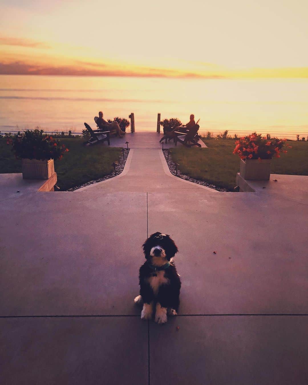 のインスタグラム：「Dobby enjoying his first sunset out at the lake. Two weeks ago I finally got a puppy after wanting a dog for so long. Dobby’s a 3 month old Bernedoodle who I’m sure you will get to see a lot more of on here :)」