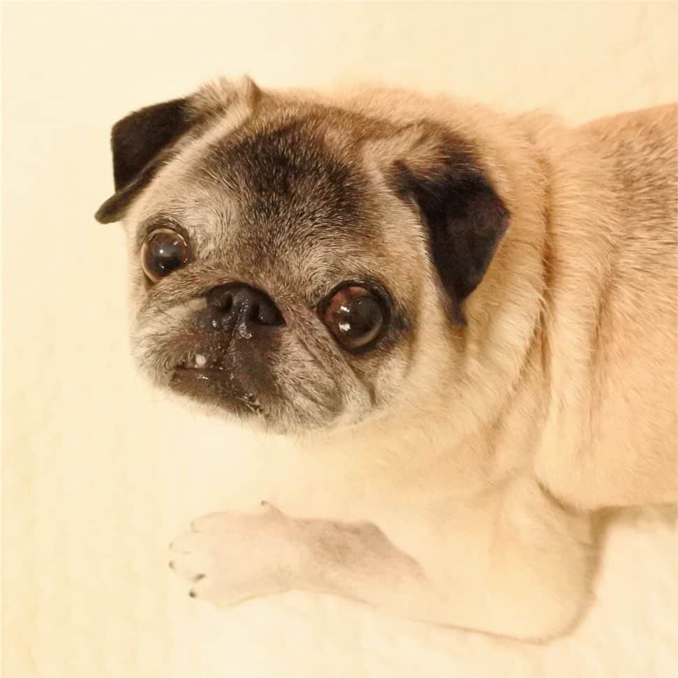 八兵衛のインスタグラム：「GM🐶 * *  #ほぼ黒パグ #おじいちゃん犬 #パグ #pug #puggy #puglife #puglove #petstagram #pugstagram #pugsofinstagram #pugs #dog #ふわもこ部  @igersjp #IGersJP #east_dog_japan #pecoイヌ部 #八兵衛 #はちべえ #朝ワンコ夕ニャンコ」