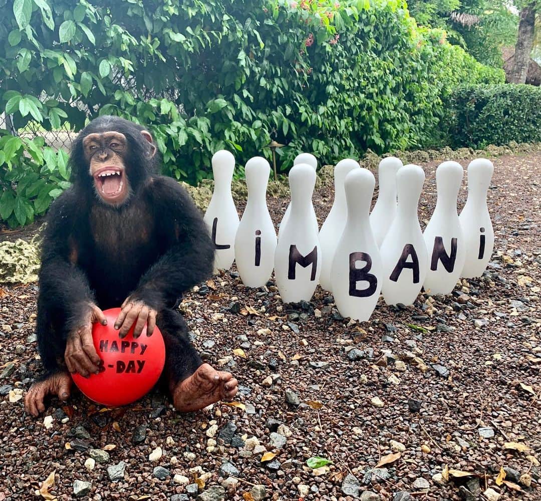 Zoological Wildlife Foundationさんのインスタグラム写真 - (Zoological Wildlife FoundationInstagram)「Thank you all for the birthday love 💕 Limbani and our entire ZWF staff  truly appreciate every single one of you, and we look forward to sharing many more years of Limbani and his amazing personality/happiness with you all. 💚🐵」8月25日 11時10分 - zwfmiami