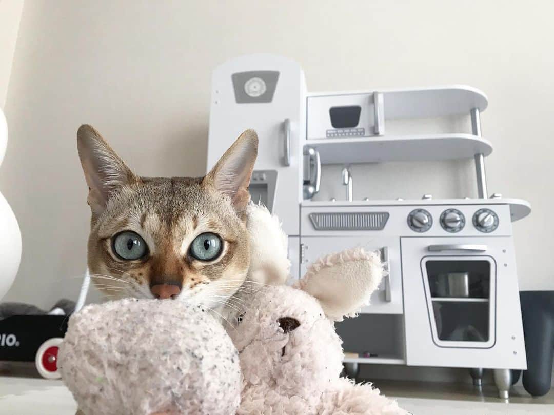 モルト♡Malt(Singapuracat)のインスタグラム：「2代目うさちゃんも汚れてきたねぇ。 オシャレ着用洗剤で洗ってるけど全然綺麗にならない🤷🏻‍♀️毛並みもモフモフふわふわだったのが、ガサガサに。ぬいぐるみ用のブラシとかあるのかな🐱💭」
