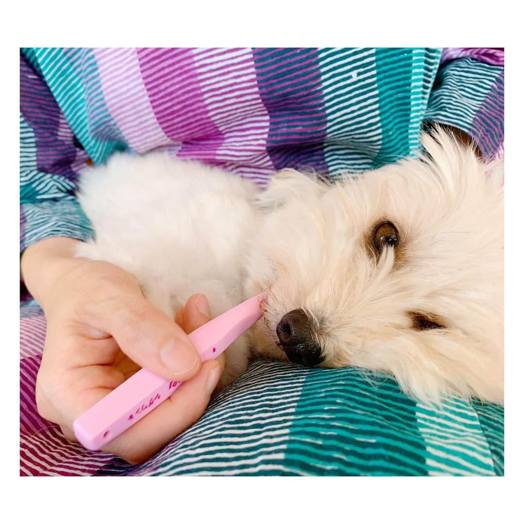 ハルペイさんのインスタグラム写真 ハルペイinstagram 歯みがきちゃんとしたかな 歯みがきしてもらいながらうとうと のんびり日曜日 よい一日を まるちゃん 歯みがき ミックス犬 マルックス わんこ部 Harupei Illustrator Japan 絵 湘南
