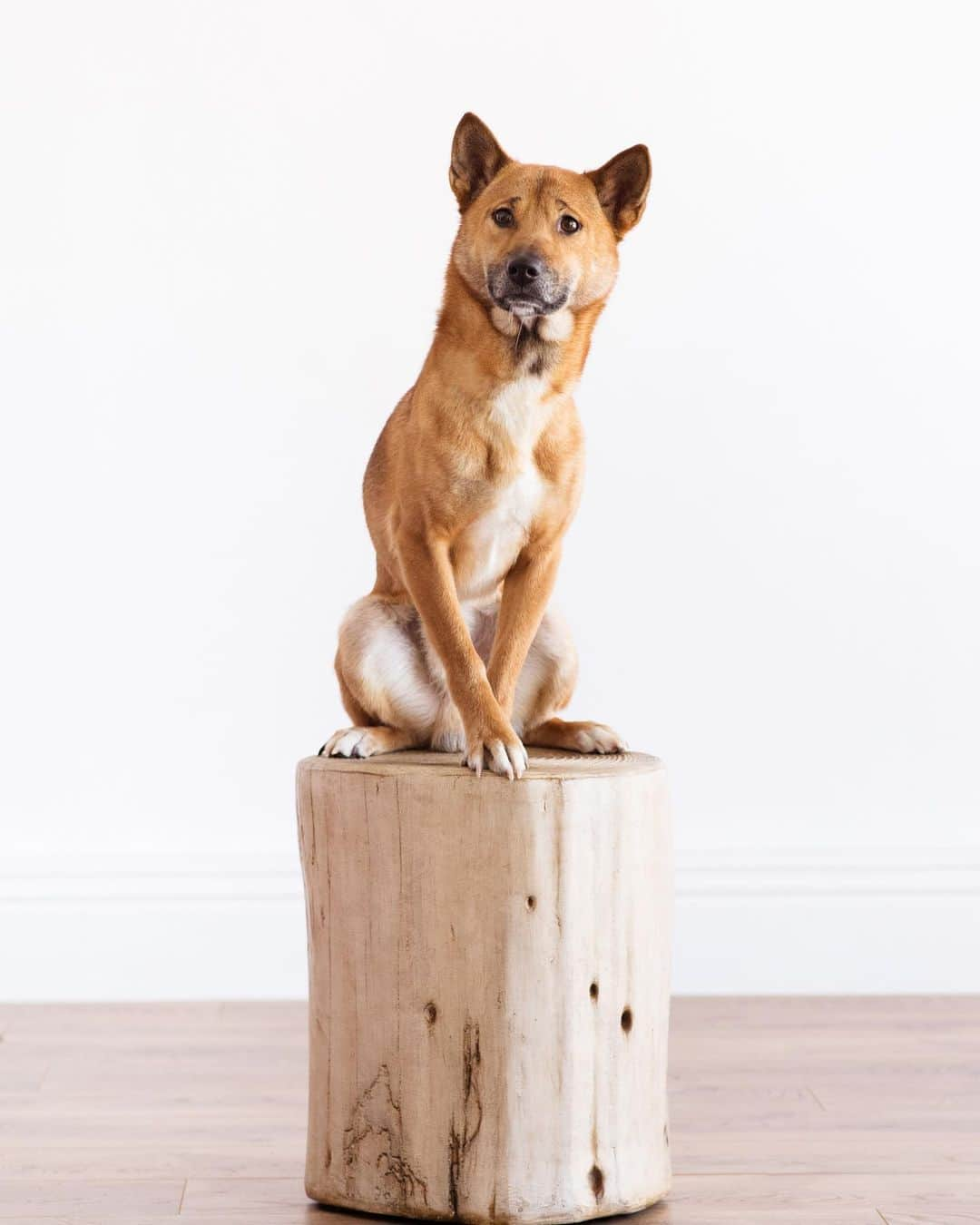 Rylaiさんのインスタグラム写真 - (RylaiInstagram)「Dogs heal our souls and renew our faith.... . 📷 @dandeliondreamsphoto @just_here_to_meet_the_dogs  Model: Nicky R, New Guinea Singing dog . . . #lovedogs #nicky #dogsofig #dogsofinstagram #conservation #ngsd #singers #newguineasingingdog #primitivedog #livingfossil #nonprofit #dogs #dog #puppy #photoshoot #animalsco #cuteanimals #rare #sandiego #sd #socal #visitca #visitsandiego #canid #canine #doggie」8月25日 11時43分 - jabcecc