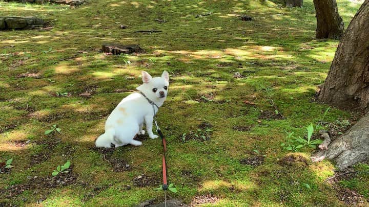 KORIKIのインスタグラム：「こんちわわ #dogofsapporo #dog, #dogs, #dogstagram,#chihuahua,#犬バカ部,#チワワ,#koriki, #hanadog #白スムチ連合会, #スムチー,  #dogofthedayjp, #dogoftheday  #ilovemydog #instadog #instapet #WhiteChihuahua  #吉娃娃 #치와와  #dogsofinstagram #Chihuahualover  #チワワの輪 #barkbox #WhiteChihuahuaParty #もふもふモフモフ」