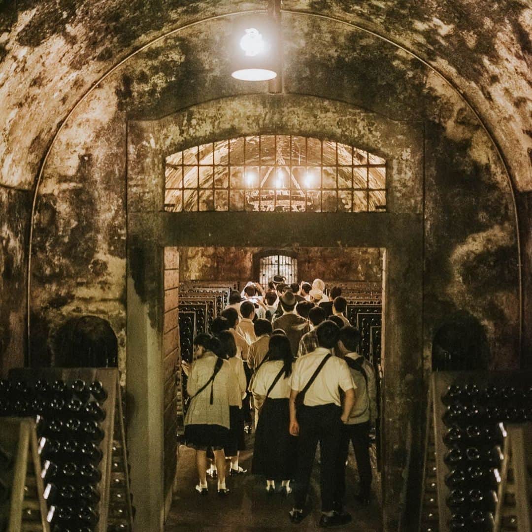 berlucchiwinejpさんのインスタグラム写真 - (berlucchiwinejpInstagram)「【Visitors of the Historical cellar】  地下10mまで掘り下げたワイン熟成用セラーは、過去から現在に至るまで、訪れる人々の目を奪い、魅了して来ました。 グイド・ベルルッキの祖先が1600年代末に建造した大きなアーチ型天井のこのセラー、当時はスティルワインの熟成に使われていました。フランチャコルタに訪れた時には是非ご覧頂きたい場所の一つです。  #歴史的ワインセラー  #ベルルッキ #イタリアワイナリー」8月25日 12時29分 - berlucchiwinejp