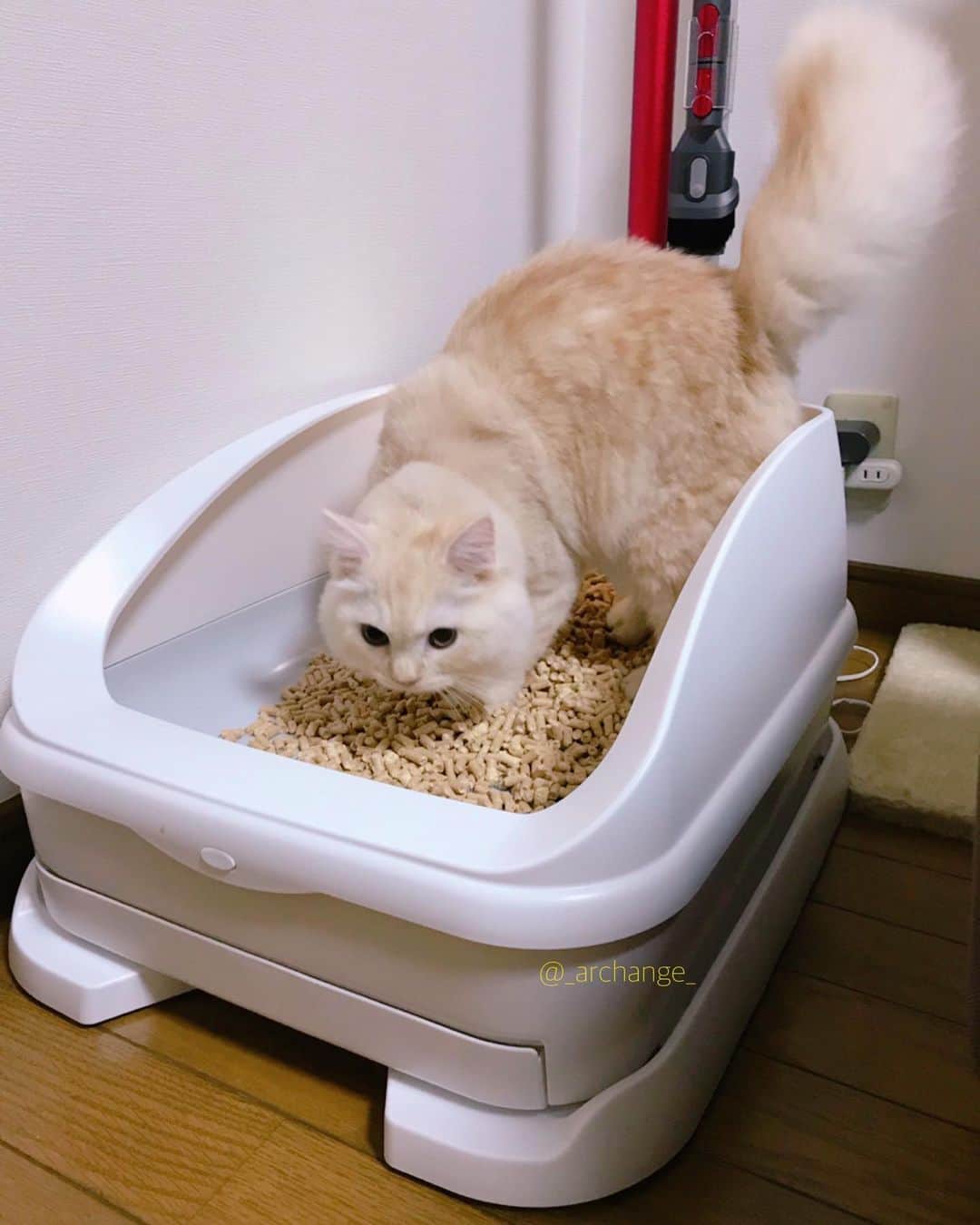 じゅらさんのインスタグラム写真 - (じゅらInstagram)「✩ 気になってた #toletta 〰️🚽😼 カメラがついててAIが顔認識してくれるので、誰が入って何時に何回トイレしてが分かる&体重も測ってくれるという優れもの🙆‍♀️➿💕 しかもトイレに入る前の静止画が保存されてて可愛いｗ るあは使ってくれなく😓猫ちゃんによって好き嫌いあると思うけど(システムトイレ) toletta２( @toletta.cat )はもっとバージョンアップするみたいなので飼い主的にはまじで機能的に🙆‍♀️🙆‍♂️なトイレです🧻😭宣伝みたいになった…笑 (スパムじゃないですｗ) ・ A toilet with a camera🚽Can see who entered with AI, take a photo, and measure the weight of the cat😚😼🧻Very convenient toilet🚽🧻💩 ・ YouTube▶️_archange_jura_ Twitter▶️ @jura_archange_ ・ #catsofinstagram#cats_of_instagram#instagood#catloversclub#petstagram#cutecatclub#ScottishFold#britishshorthair#Siberian#catoftheday#catsofinstagram#catsofworld#a_world_of_cats#instacats#cuteanimals#topcatphoto#instacat_meows#고양이#lioncat#lion#スコティッシュフォールド#ブリティッシュショートヘア#サイベリアン#adorable#lioncat#猫#旅猫#babycat#子猫#fluffy#トレッタ」8月25日 12時41分 - _archange_