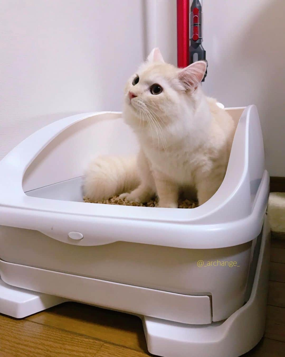 じゅらさんのインスタグラム写真 - (じゅらInstagram)「✩ 気になってた #toletta 〰️🚽😼 カメラがついててAIが顔認識してくれるので、誰が入って何時に何回トイレしてが分かる&体重も測ってくれるという優れもの🙆‍♀️➿💕 しかもトイレに入る前の静止画が保存されてて可愛いｗ るあは使ってくれなく😓猫ちゃんによって好き嫌いあると思うけど(システムトイレ) toletta２( @toletta.cat )はもっとバージョンアップするみたいなので飼い主的にはまじで機能的に🙆‍♀️🙆‍♂️なトイレです🧻😭宣伝みたいになった…笑 (スパムじゃないですｗ) ・ A toilet with a camera🚽Can see who entered with AI, take a photo, and measure the weight of the cat😚😼🧻Very convenient toilet🚽🧻💩 ・ YouTube▶️_archange_jura_ Twitter▶️ @jura_archange_ ・ #catsofinstagram#cats_of_instagram#instagood#catloversclub#petstagram#cutecatclub#ScottishFold#britishshorthair#Siberian#catoftheday#catsofinstagram#catsofworld#a_world_of_cats#instacats#cuteanimals#topcatphoto#instacat_meows#고양이#lioncat#lion#スコティッシュフォールド#ブリティッシュショートヘア#サイベリアン#adorable#lioncat#猫#旅猫#babycat#子猫#fluffy#トレッタ」8月25日 12時41分 - _archange_