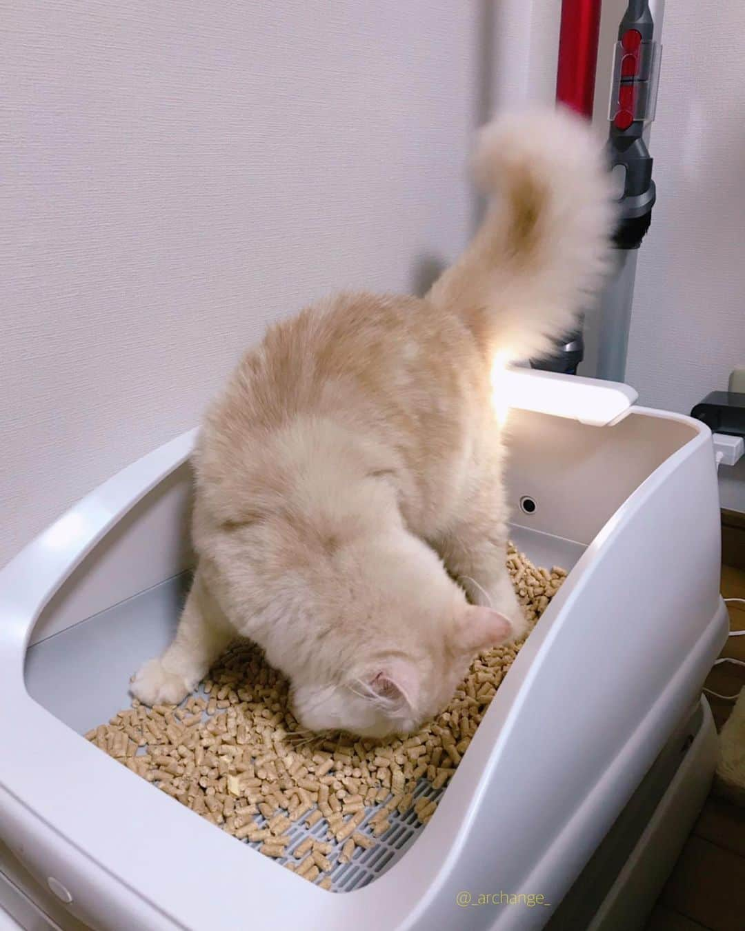 じゅらさんのインスタグラム写真 - (じゅらInstagram)「✩ 気になってた #toletta 〰️🚽😼 カメラがついててAIが顔認識してくれるので、誰が入って何時に何回トイレしてが分かる&体重も測ってくれるという優れもの🙆‍♀️➿💕 しかもトイレに入る前の静止画が保存されてて可愛いｗ るあは使ってくれなく😓猫ちゃんによって好き嫌いあると思うけど(システムトイレ) toletta２( @toletta.cat )はもっとバージョンアップするみたいなので飼い主的にはまじで機能的に🙆‍♀️🙆‍♂️なトイレです🧻😭宣伝みたいになった…笑 (スパムじゃないですｗ) ・ A toilet with a camera🚽Can see who entered with AI, take a photo, and measure the weight of the cat😚😼🧻Very convenient toilet🚽🧻💩 ・ YouTube▶️_archange_jura_ Twitter▶️ @jura_archange_ ・ #catsofinstagram#cats_of_instagram#instagood#catloversclub#petstagram#cutecatclub#ScottishFold#britishshorthair#Siberian#catoftheday#catsofinstagram#catsofworld#a_world_of_cats#instacats#cuteanimals#topcatphoto#instacat_meows#고양이#lioncat#lion#スコティッシュフォールド#ブリティッシュショートヘア#サイベリアン#adorable#lioncat#猫#旅猫#babycat#子猫#fluffy#トレッタ」8月25日 12時41分 - _archange_