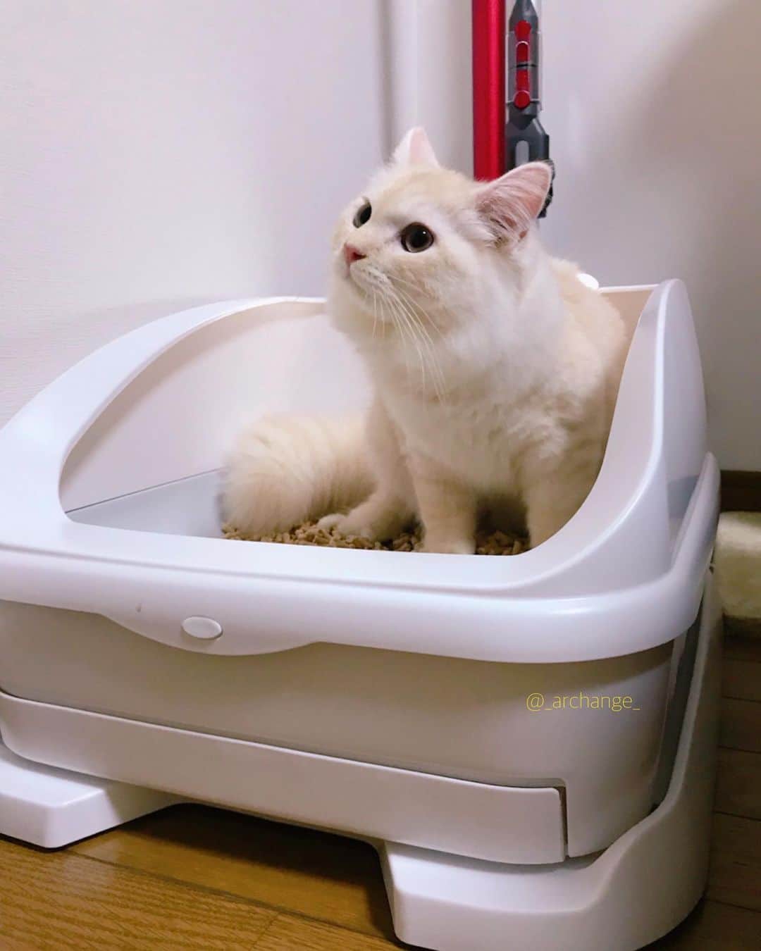 じゅらのインスタグラム：「✩ 気になってた #toletta 〰️🚽😼 カメラがついててAIが顔認識してくれるので、誰が入って何時に何回トイレしてが分かる&体重も測ってくれるという優れもの🙆‍♀️➿💕 しかもトイレに入る前の静止画が保存されてて可愛いｗ るあは使ってくれなく😓猫ちゃんによって好き嫌いあると思うけど(システムトイレ) toletta２( @toletta.cat )はもっとバージョンアップするみたいなので飼い主的にはまじで機能的に🙆‍♀️🙆‍♂️なトイレです🧻😭宣伝みたいになった…笑 (スパムじゃないですｗ) ・ A toilet with a camera🚽Can see who entered with AI, take a photo, and measure the weight of the cat😚😼🧻Very convenient toilet🚽🧻💩 ・ YouTube▶️_archange_jura_ Twitter▶️ @jura_archange_ ・ #catsofinstagram#cats_of_instagram#instagood#catloversclub#petstagram#cutecatclub#ScottishFold#britishshorthair#Siberian#catoftheday#catsofinstagram#catsofworld#a_world_of_cats#instacats#cuteanimals#topcatphoto#instacat_meows#고양이#lioncat#lion#スコティッシュフォールド#ブリティッシュショートヘア#サイベリアン#adorable#lioncat#猫#旅猫#babycat#子猫#fluffy#トレッタ」
