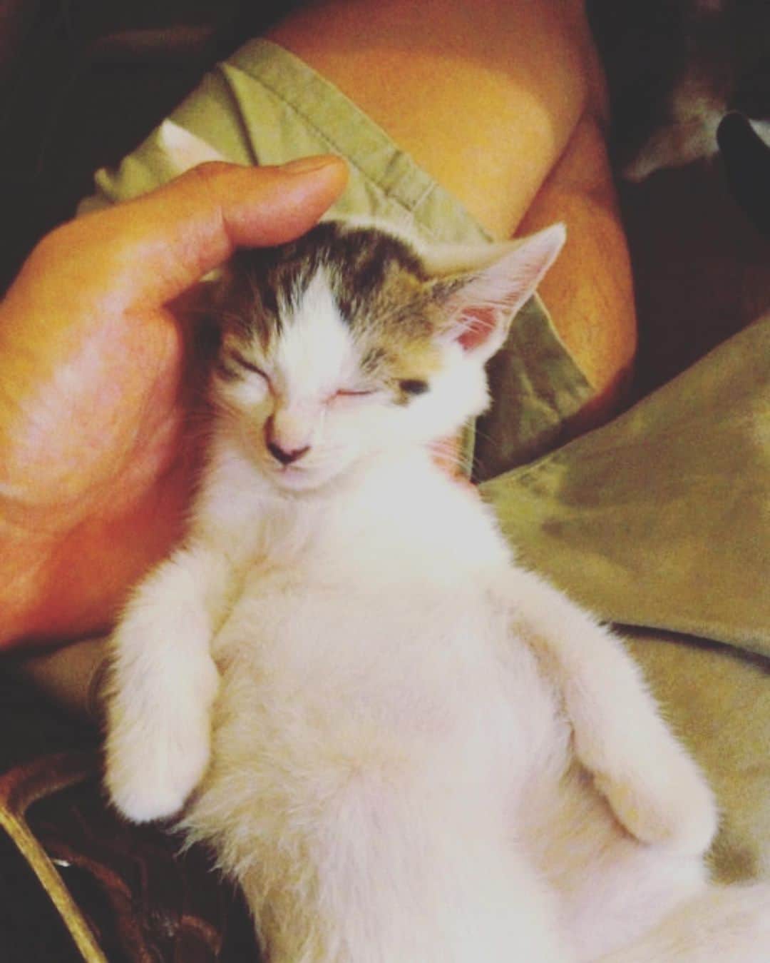 光永亮太さんのインスタグラム写真 - (光永亮太Instagram)「何年か前に保護した仔猫。 未だにこんな無防備で人懐っこい子に出逢ったことない。  元気にしてるかな？ 会いたいな。  #セットチェンジ #待ち時間 #ふと思い出した」8月25日 13時57分 - mitsunagaryota