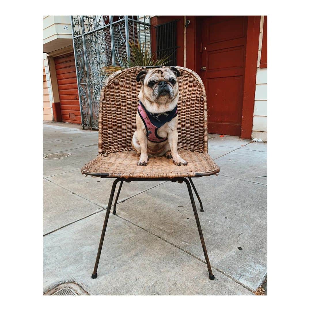 Melissa Santiagoのインスタグラム：「Just a gal sitting on a chair asking Instagram to love her. #DailyPug #LeicaHarrietPancakes #DiscardedChairsOfTheMission」