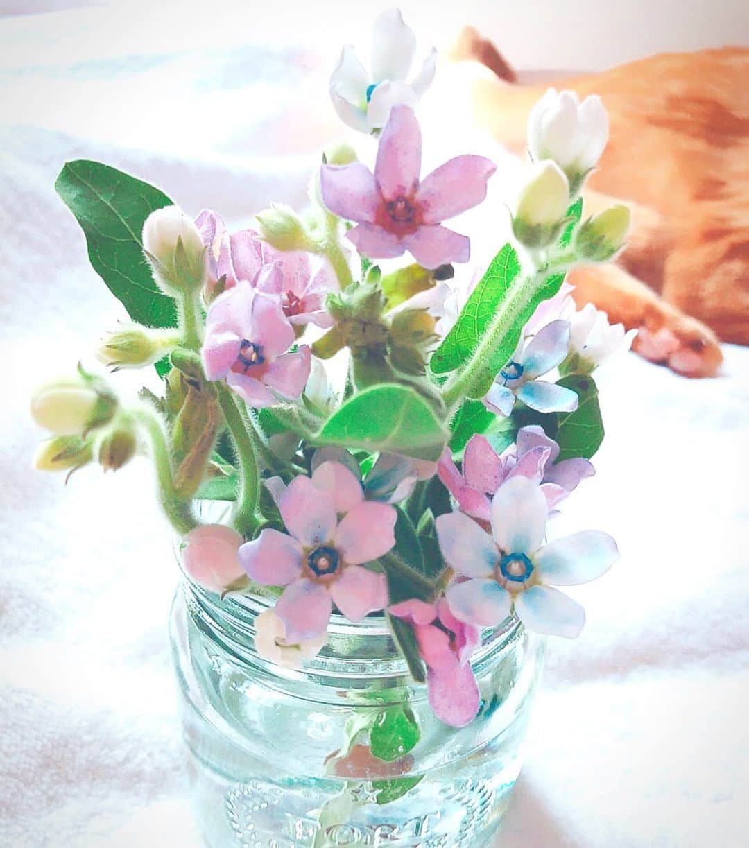 理絵さんのインスタグラム写真 - (理絵Instagram)「とにかく癒されたい  #flowers #flower #fiore #花 #꽃 #猫 #cat #gatto #고양이 #tokyo #japan #疲れた」8月25日 14時06分 - ____rie____