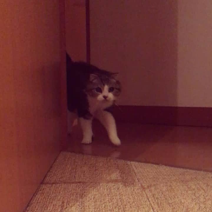 ミツバ&フックのインスタグラム：「給餌器が知らぬ間に壊れてて、お怒りのミツ姐 #ilovecat」