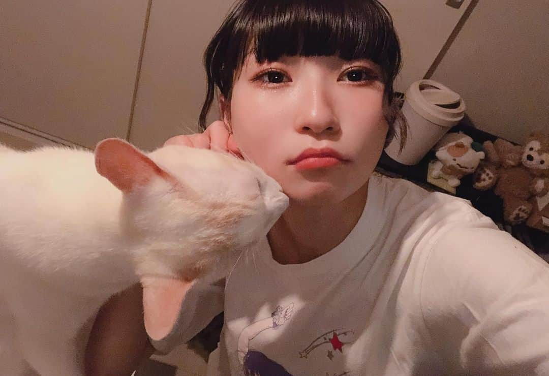 ピンキー！☆藤咲彩音さんのインスタグラム写真 - (ピンキー！☆藤咲彩音Instagram)「愛しのカナル。ライブでいろんなところ行ってたから、なかなかかまえなくてごめんね。帰ってからいっぱい撫でくり回していっぱい毛を取りました。めっちゃ顔舐めてきた  #きょうのカナル #愛猫」8月26日 0時31分 - pinky_ayane