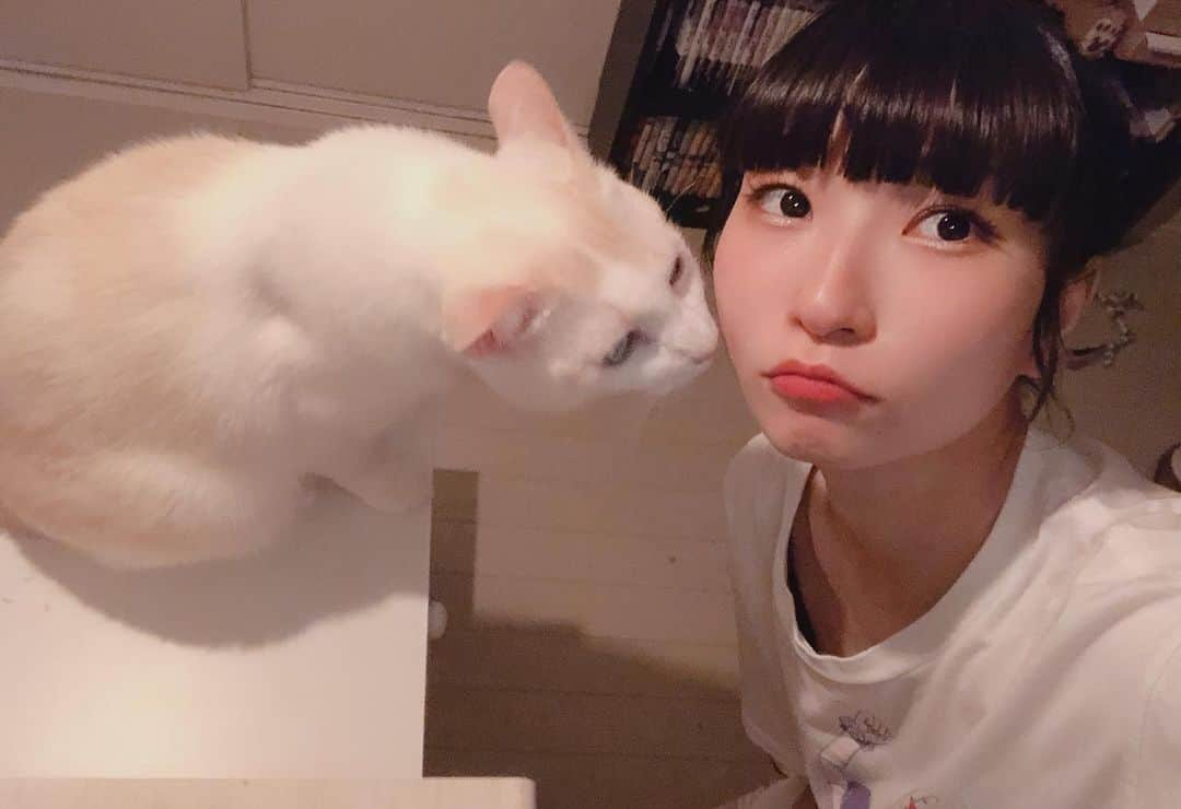 ピンキー！☆藤咲彩音さんのインスタグラム写真 - (ピンキー！☆藤咲彩音Instagram)「愛しのカナル。ライブでいろんなところ行ってたから、なかなかかまえなくてごめんね。帰ってからいっぱい撫でくり回していっぱい毛を取りました。めっちゃ顔舐めてきた  #きょうのカナル #愛猫」8月26日 0時31分 - pinky_ayane