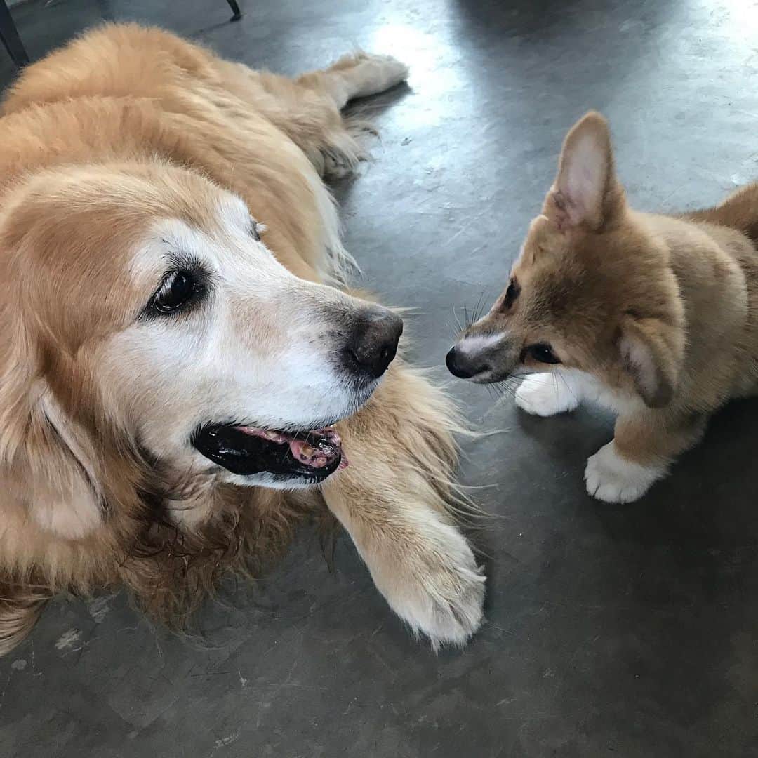 Hoykong&Plamuekのインスタグラム：「Cute puppy」