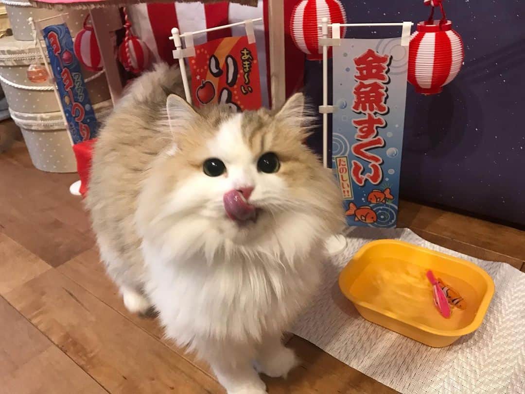 マンチカンのココ王子さんのインスタグラム写真 - (マンチカンのココ王子Instagram)「夏祭り✨  あれ💦 こんなはずでは…  誰もお魚に食いつかない😂 ユナなら遊んでくれるかなと思ったのに、音が嫌いなのか近づくのも拒否😂  #cat#japanesefestival#夏祭り#お祭り#猫祭り#猫#ココファミリー#猫動画#可愛い」8月26日 1時03分 - cocolog_cat