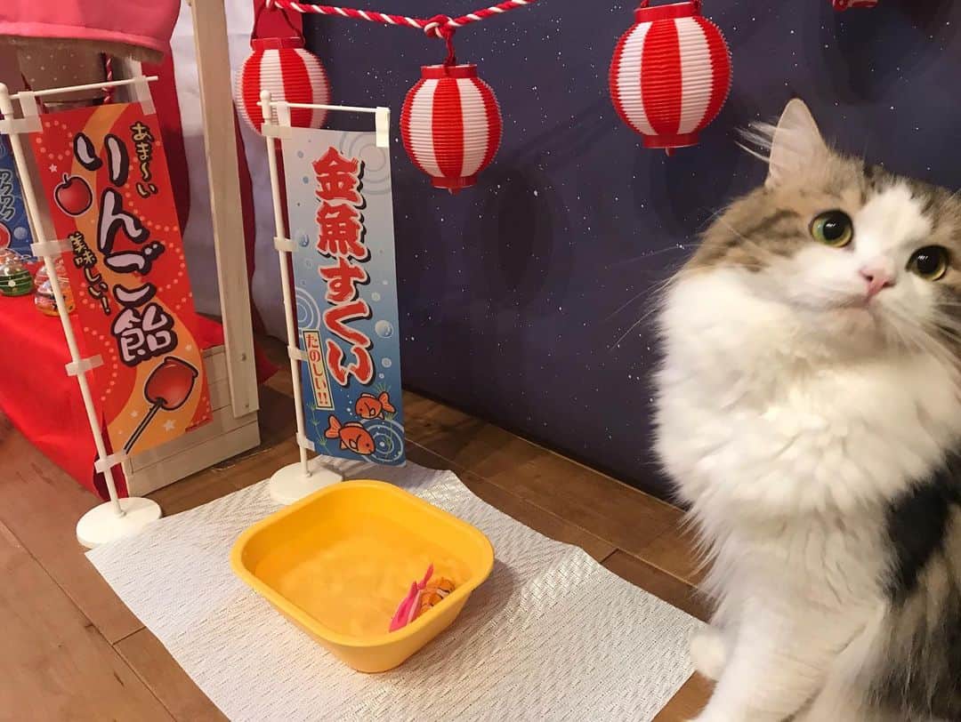 マンチカンのココ王子さんのインスタグラム写真 - (マンチカンのココ王子Instagram)「夏祭り✨  あれ💦 こんなはずでは…  誰もお魚に食いつかない😂 ユナなら遊んでくれるかなと思ったのに、音が嫌いなのか近づくのも拒否😂  #cat#japanesefestival#夏祭り#お祭り#猫祭り#猫#ココファミリー#猫動画#可愛い」8月26日 1時03分 - cocolog_cat