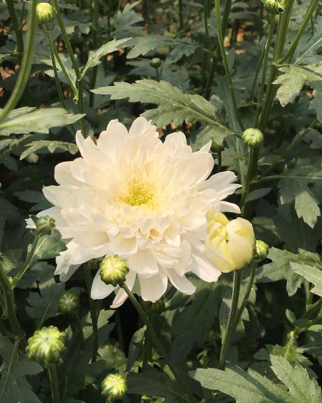 メロディー・ヌランダニ・ラクサニさんのインスタグラム写真 - (メロディー・ヌランダニ・ラクサニInstagram)「White chrysanthemum; krisan putih.」8月25日 16時33分 - melodylaksani92