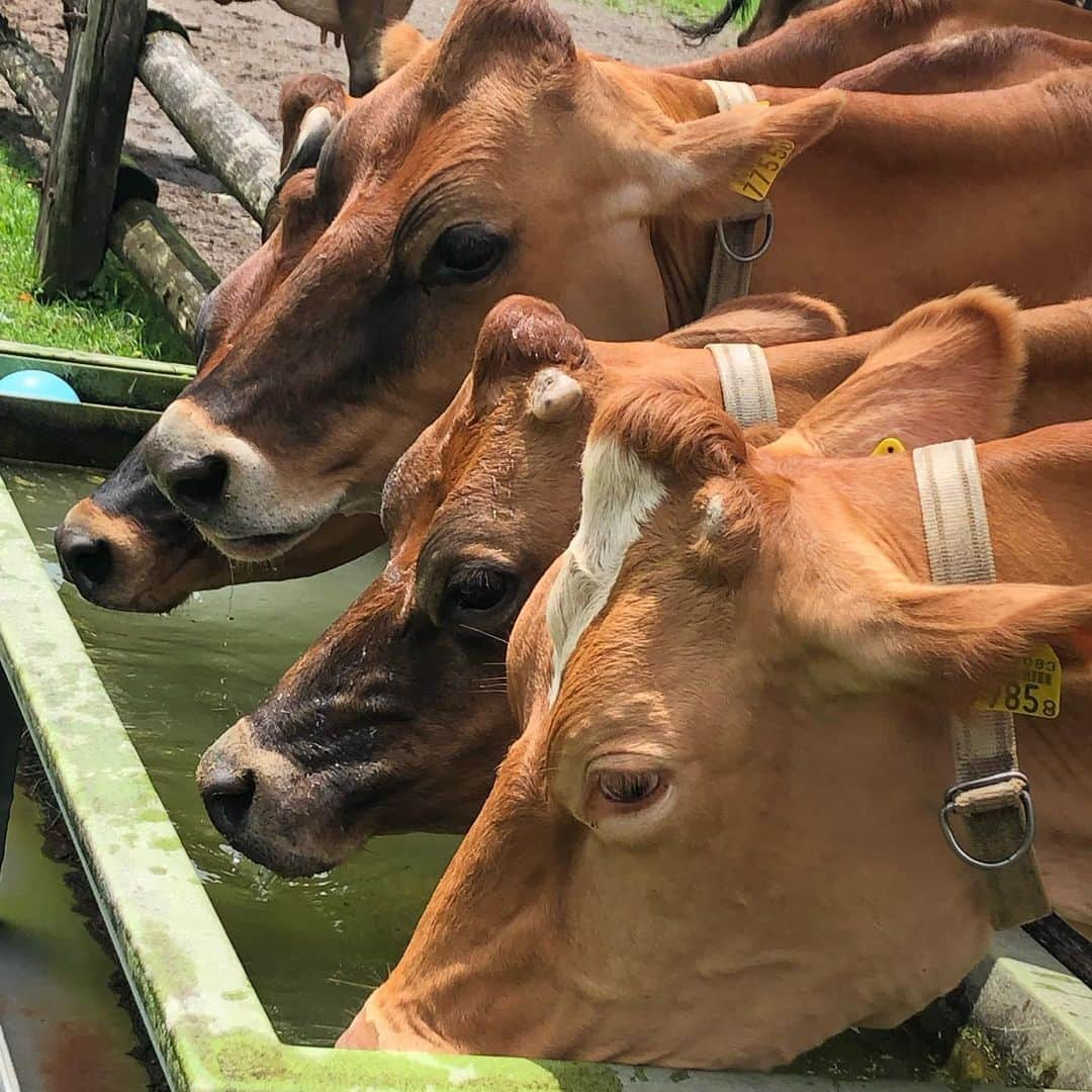 センターうるしさんのインスタグラム写真 - (センターうるしInstagram)「宮崎県めっちゃ良かった  また行きたい早く行きたい！  #宮崎県 #霧島工場 #高千穂牧場 #青島神社 #野尻湖ぴあ」8月25日 16時41分 - sharkun0716