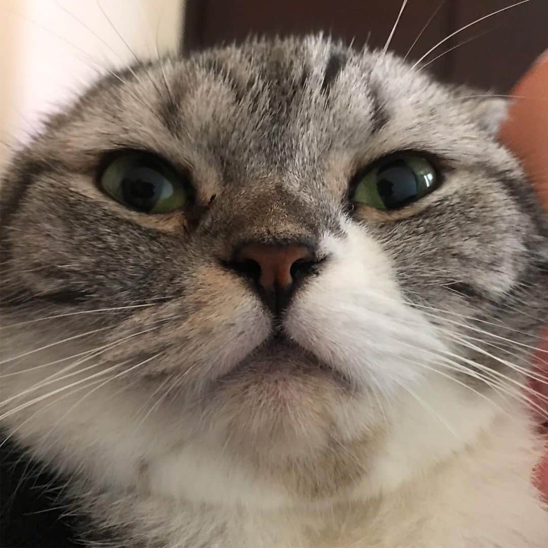 KATSUOのインスタグラム：「目くそ鼻くそついてるね . #cat #catsofinstagram #catstagram #instacat #cutecat #katsuo」