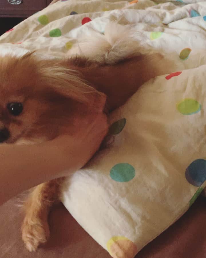 r_oseのインスタグラム：「Happy Sunday 🐻🦁〰️」