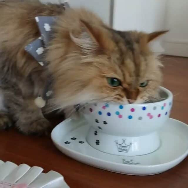 猫壱（ねこいち•ネコイチ）のインスタグラム