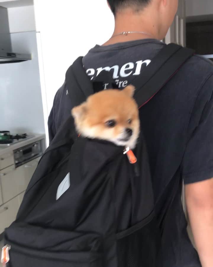 RIO POMEのインスタグラム：「さっ❗️ おでかけ💕 🆖ワードにいちいち反応してる😆  #ポメラニアン #pomeranian  #犬 #dog #dogstagram#doglover #愛犬 #わんこ #ポメラニアン大好き #ポメラニアンが世界一可愛い #pom #ぽめらにあん #ポメ#pomeraniansofinstagram  #pomeranianlove #ふわもこ部 #いぬバカ部 #癒しわんこ#instapic#pomstagram #puppy #dogsofinstagram #cute#cutedog」