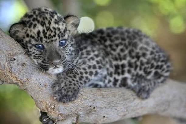 Baby Animalsさんのインスタグラム写真 - (Baby AnimalsInstagram)「Leopard cub in a tree!」8月25日 17時58分 - thebabyanimals