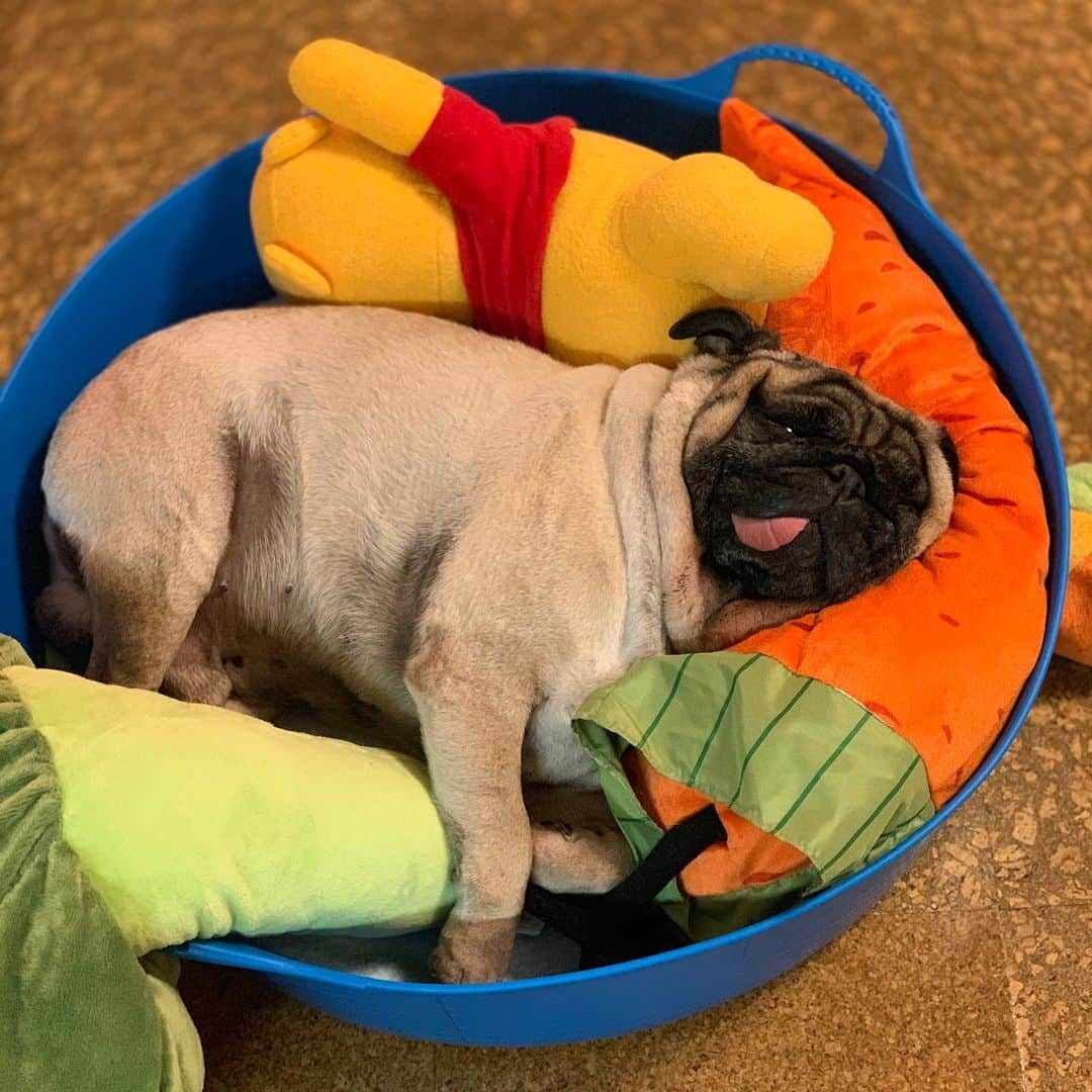 gontaさんのインスタグラム写真 - (gontaInstagram)「Happy Sunday.  I can't exercise because it's hot.  Diet is autumn.😊#keelyafternoontea #Gonta2#speakpug #smilingpugs #pugjapan #pug #love #pugsofinstagram #zerozeropug #pugshit #worldofpug」8月25日 18時25分 - gehhah