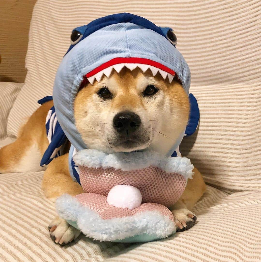 マロたんのインスタグラム：「All at once, a shark appeared. サメなのか、サメに食べられてる犬なのか 🦈🦈🦈 今月の #ドギボ マリンがテーマ #doggybox #weeklyfluff #ilovemydog #shiba #shibainu」