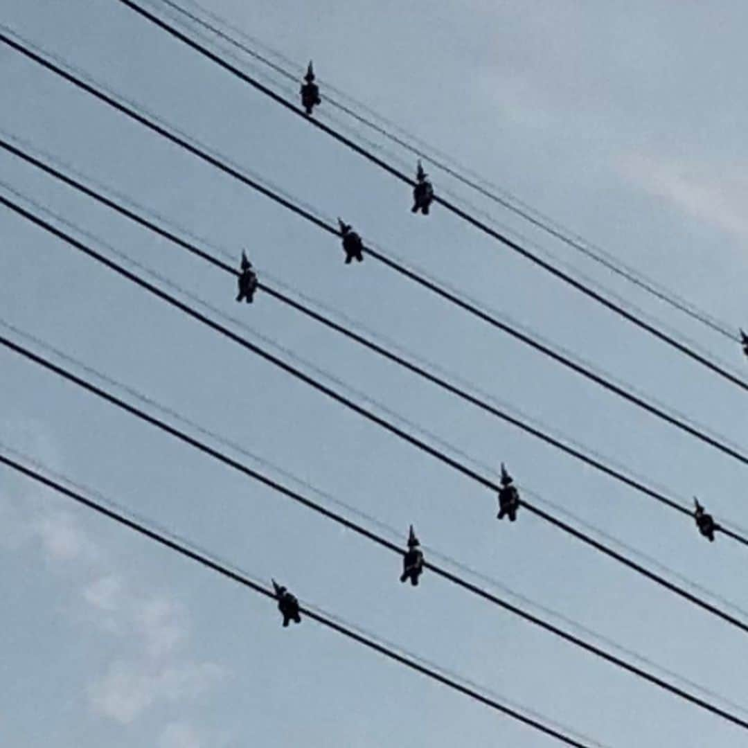 齊藤このみさんのインスタグラム写真 - (齊藤このみInstagram)「鳥かと思ったら、鳥じゃない。  たくさん止まってるからやだなーと思ったら、鳥じゃない。  こういうなんか安全かなんかの対策のなんかだった。  紛らわしい。  それでも見上げた空は綺麗だった。  #24時間テレビ  #愛三文化会館 にお越しいただいた皆様 ありがとうございました😄  皆様のおかげです！ 楽しかった〜！ 人と人というテーマがぴったんこでした🤗🤗🤗 最後の処方箋コール最高でした。  #スギ薬局 のCMは引き続き流れます、流していただいてます。  処方箋は！ スギ薬局へ！！！ あー、楽しい夏が過ぎて行く〜🥺 おセンチメンタル🥺」8月25日 19時00分 - konosuke1006