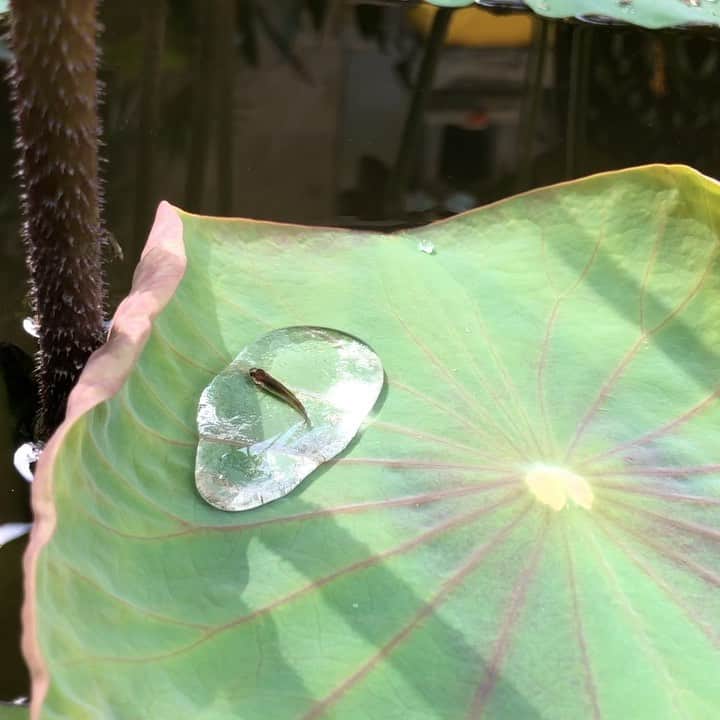 亀田誠治のインスタグラム：「ミラクル！蓮の葉の上にできた水滴💧の中を泳ぐ小さなお魚！😌」