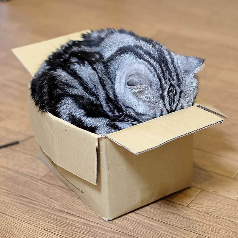 Shishi-maruのインスタグラム：「🐱ねこのきもちWEBMAGAZINE にて、猫エッセイが更新されました。今回は「ハココレ」のお話です。【渋ネコししまるさん】#9 ｜ねこのきもちWEB MAGAZINE https://cat.benesse.ne.jp/lovecat/content/?id=46493 ーーーーーーーーーーー 📕「ぷっちねこ。」「3匹のちいさな猫を召喚できたなら」「ちいさな猫を召喚できたなら」徳間書店より単行本発売中 ーーーーーーーーーーー ⭐︎ねこ漫画を描いています→@tacos_cat 🐱公式→@chiisanacat 🌺Twitter →@taco_emonemon ーーーーーーーーーーー」