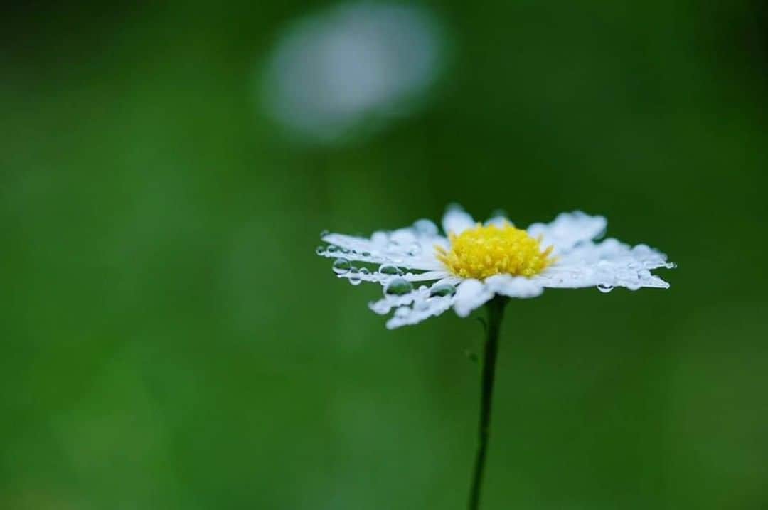 花の写真館のインスタグラム：「Photo by Kaori Sakanai.⠀ https://www.facebook.com/kaori.sakanai⠀ .⠀ Original Post[投稿頂いたURL]⠀ https://www.facebook.com/photo.php?fbid=10207596621954211⠀ .⠀ 本アカウントは、 #私の花の写真 をつけてInstagramに投稿された皆さまの花の写真や、「花の写真館」Facebookページで投稿された花の写真を紹介します。⠀ 「花の写真館」Facebookページは、「 @floral.photograph 」のプロフィールにあるURLからご覧ください。⠀ .⠀ #花の写真館 #floralphotograph #floralphoto #flower #flowers #富士フイルム #FUJIFILM⠀ Follow: @floral.photograph」
