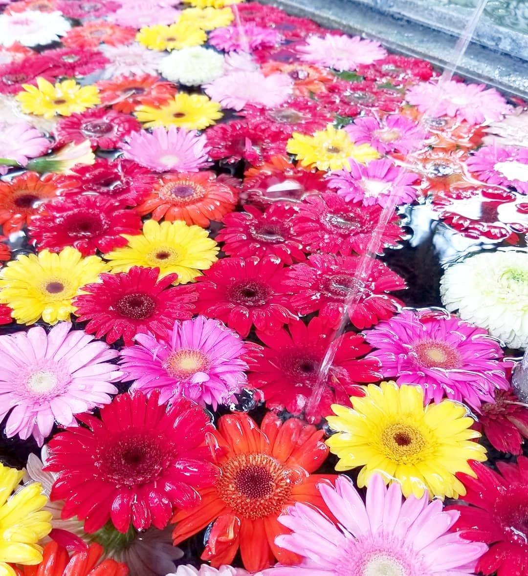 ERINA UENOさんのインスタグラム写真 - (ERINA UENOInstagram)「. #春日神社  #花手水 ガーベラにハーバリウムも。 美しく…鮮やか💕  手はちょっと洗いにくいです🤭 でも、やはり可愛らしい💓 . 9月1日まで、 ガーベラの花手水だそうです♪ . . #福岡 #fukuoka #福岡県 #神社 #手水舎 #ガーベラ #花 #flower #春日市 #photo #写真 #picture」8月25日 19時40分 - erina_flowdia