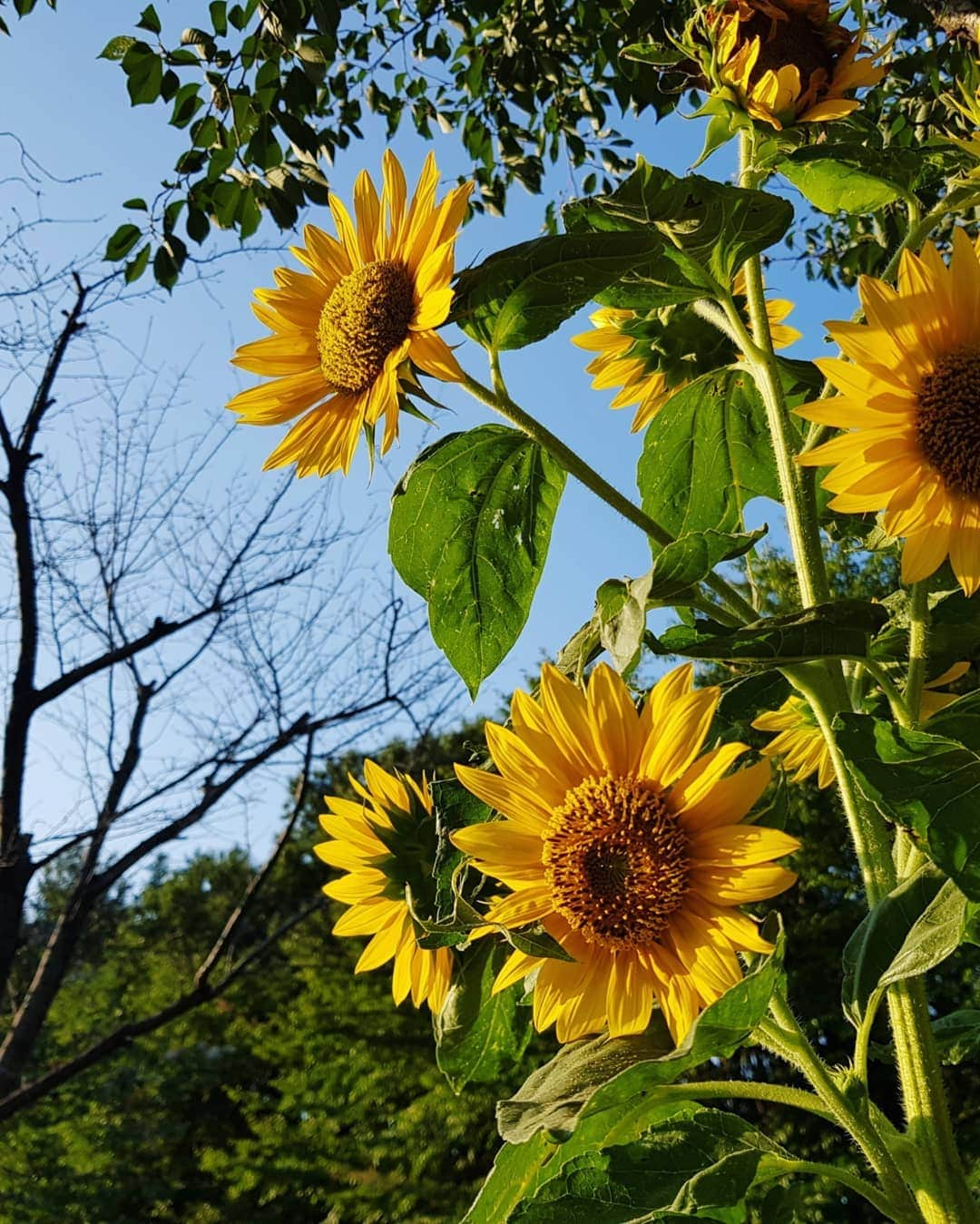 チャン・ナラさんのインスタグラム写真 - (チャン・ナラInstagram)「산책을 더 즐겁게 해 준」8月26日 1時26分 - nara0318