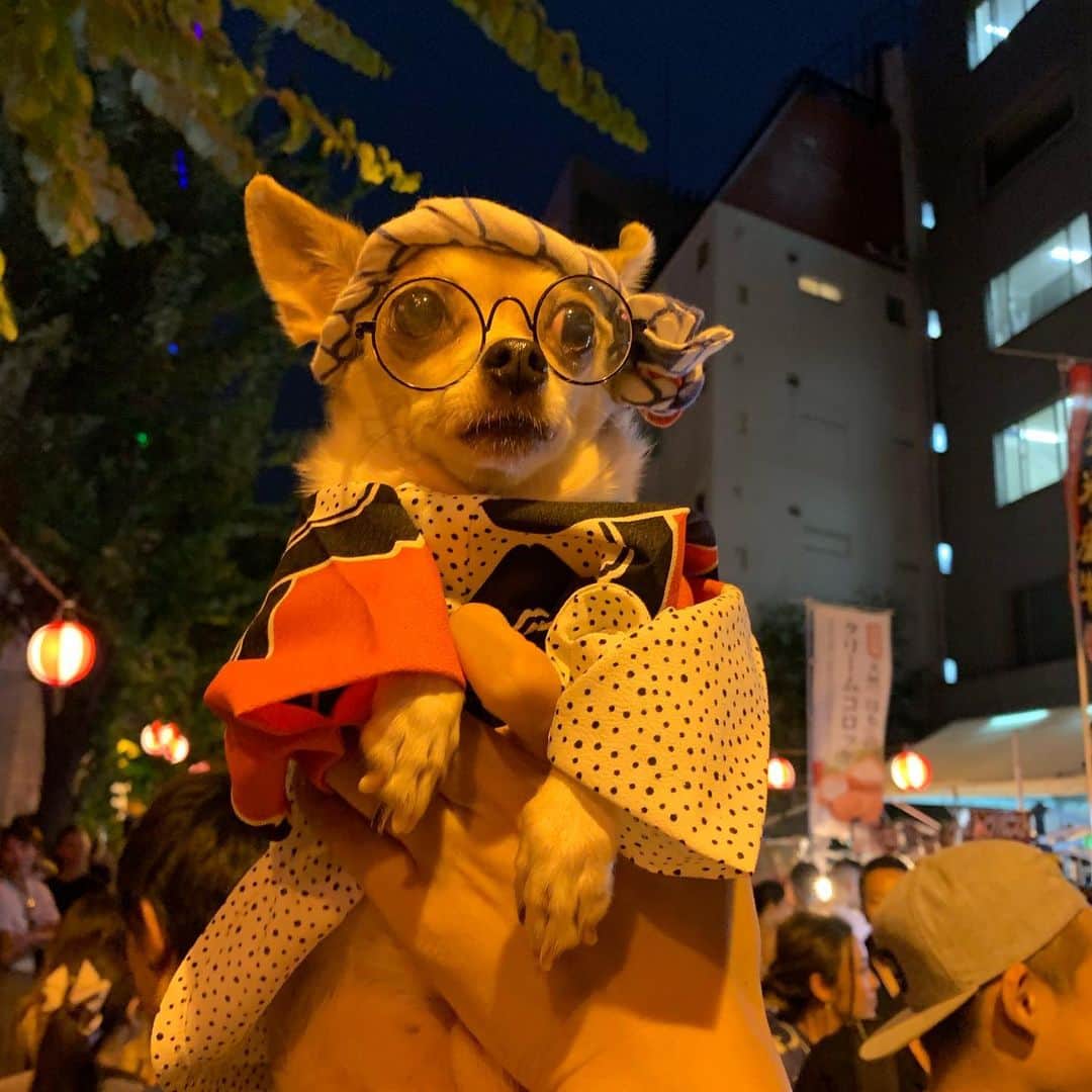 紋次郎さんのインスタグラム写真 - (紋次郎Instagram)「Summer festival  あざぶじゅばーん祭りに行ってきました！ 何年も行こうと思いつついけなかったけどすごい人だけど楽しかったし美味しかった！！ #麻布十番祭り  #dog#dogstagram#instadog#chihuahua#barkbox#mydogiscutest#buzzfeed#dog_features#fluffypack#barkpack#dogsofinstaworld#dogsofinstagram#犬#チワワ#手作り#handmade#着物#fashion#紋次郎一家#チーム茶#ふわもこ部#igersjp#peco犬部#dogsofinstagram#dogfashion」8月25日 20時04分 - montjiro