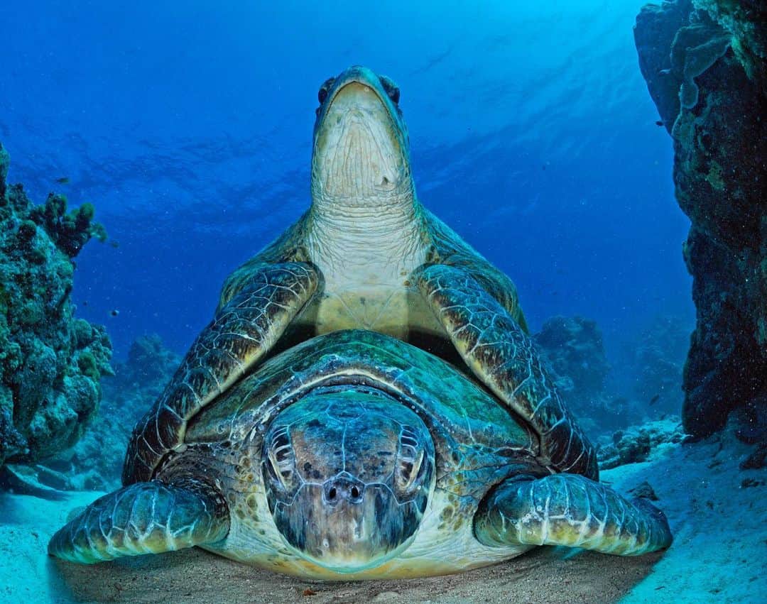 Thomas Peschakのインスタグラム：「Mating green turtles rest on the seabed between bouts of active swimming and breathing at the surface. They can remain in this embrace for many hours, with the male sitting on top, the female is in charge of this courting couple’s activity regime. Shot for @natgeo in the waters of Europa Atoll, a remote French atoll in the Mozambique Channel sandwiched between the African mainland and the island of Madagascar. #taaf #indianocean #seaturtles #africa #hug #hugs #turtle #turtles」