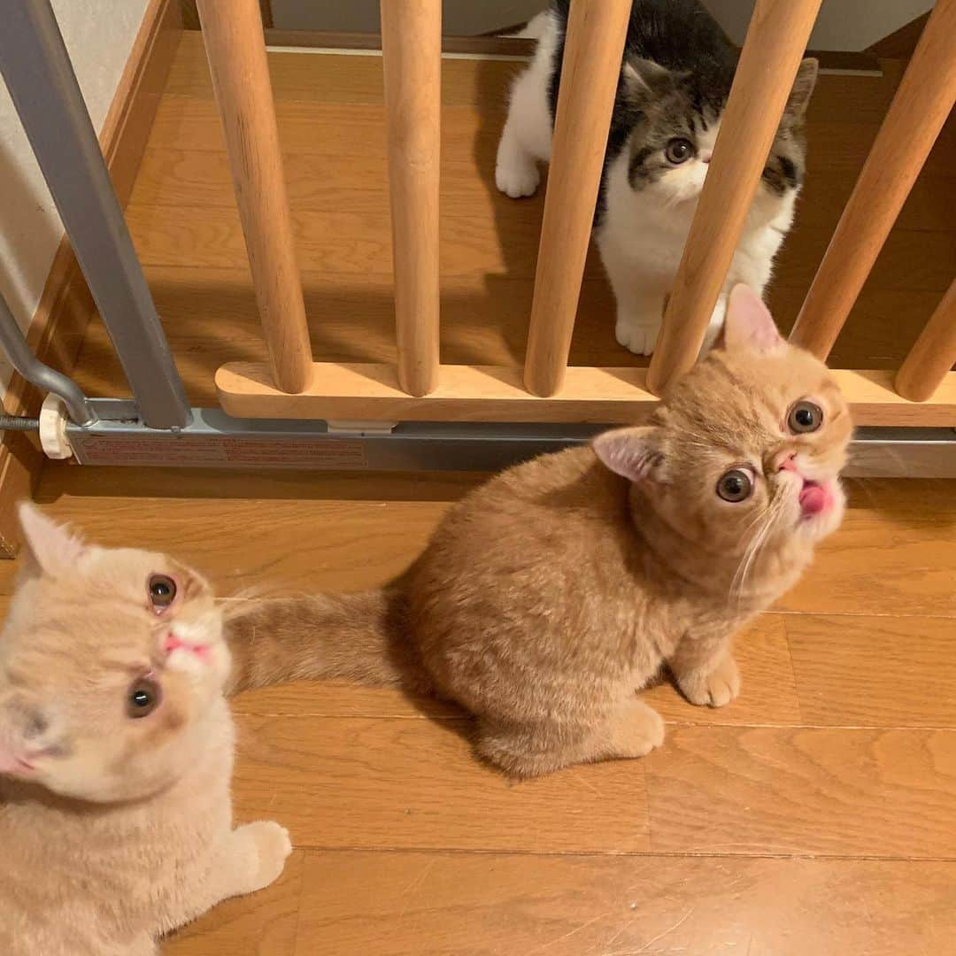 こちょねこ父さんさんのインスタグラム写真 - (こちょねこ父さんInstagram)「レッドタビーちゃん🐱とブラウンタビーちゃん🐱 まだまだオーナーさま募集中‼️😁 お問い合わせはインスタトップから お願い致します🙇🏻‍♂️ ・ #携帯壊れて更新滞る #みんな可愛いよ #お問い合わせはお気軽に ・ #cat#ペット#オーナー様募集#募集#募集中#キャッテリー#ブリーダー#ねこ#ねこ部#猫#エキゾチック#エキゾチックショートヘア#エキゾチックショートヘアー #子猫#仔猫#子にゃんこ#にゃんこ#子ニャンコ#仔ニャンコ#エキゾ」8月25日 20時14分 - gongon419