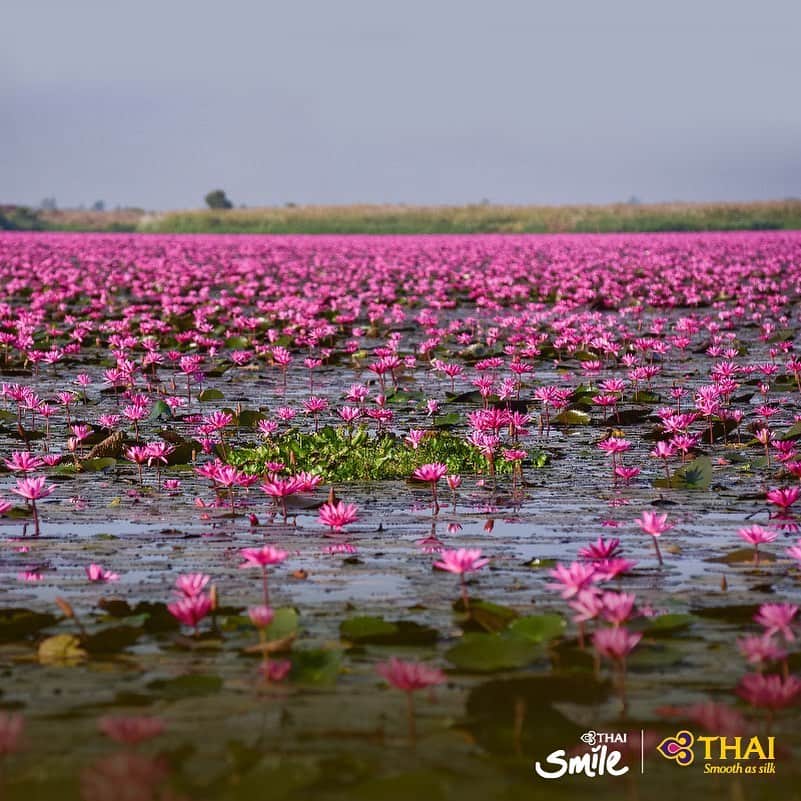 タイ航空さんのインスタグラム写真 - (タイ航空Instagram)「Nong Han Kumphawapi Lake in Udon Thani, Thailand, is internationally well known as the Red Lotus Sea undoubtedly due to vast amount of red and pink lotuses floating on the lake's surface. . #ThaiAirways #NongHanKumphawapi #RedLotusSea #UdonThani #AmazingThailand」8月25日 20時27分 - thaiairways