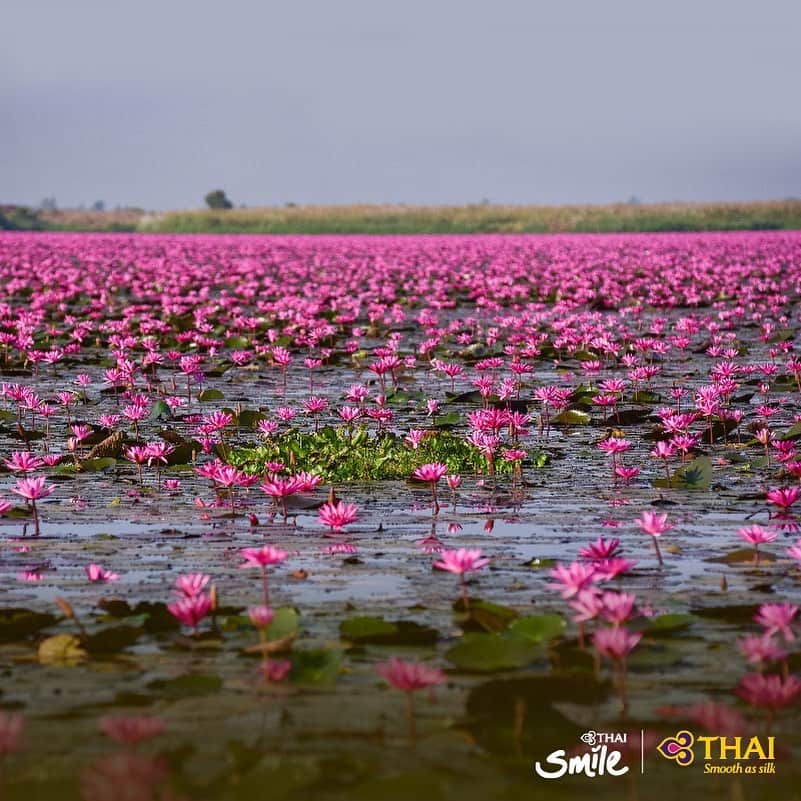 タイ航空のインスタグラム