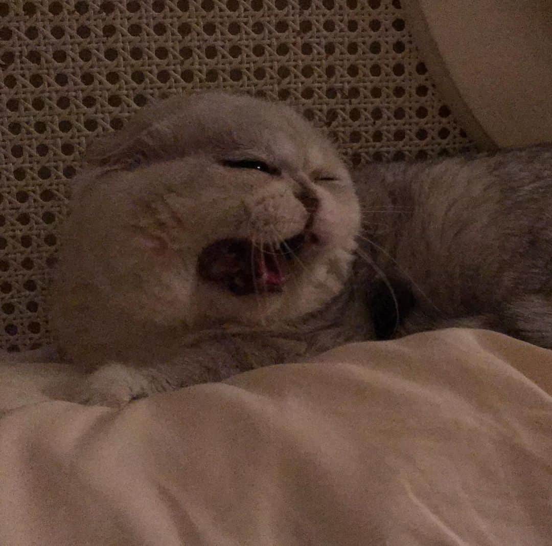 Haruのインスタグラム：「Go away, Monday!!! 🐍 #haruthecat #แฟร่ #กลัวเลายังดุสุดแล้ว」