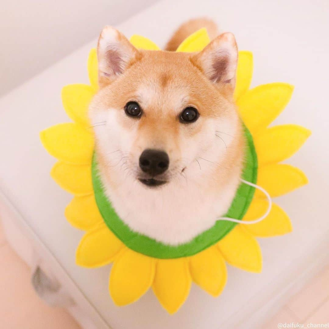 だいふくさんのインスタグラム写真 - (だいふくInstagram)「こんなところでひまわり見つけました🐶🌻なんつって〜、おやふくなさい！ bloom out of season🌼🌼🌼 #お花 #flower #ひまわり #向日葵」8月25日 21時26分 - daifuku_channel