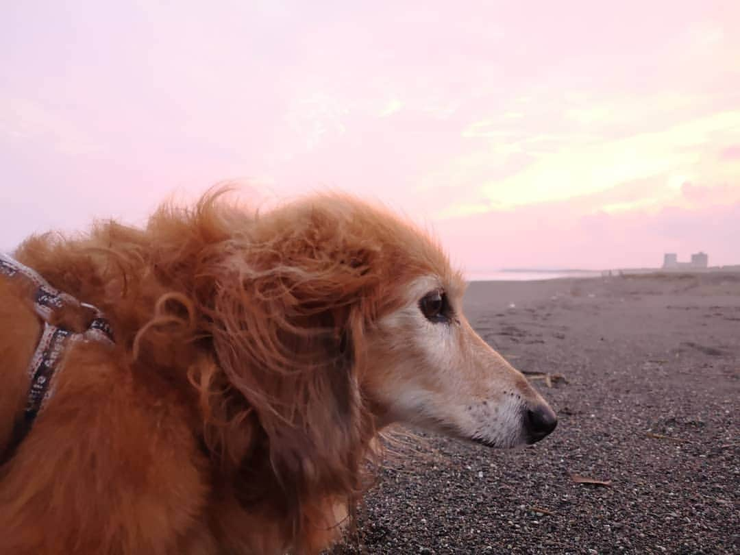 ?モデル?大地?さんのインスタグラム写真 - (?モデル?大地?Instagram)「♪🐾2019*8*25 🐾 . 今日は❤大好きなピッピを持って🌊海散歩🎶✌️😄 . . 夕焼けが綺麗だったよ🎶😄 . . 🐾🐾🐾🐾🐾🐾🐾🐾🐾🐾🐾🐾🐾🐾 . #大地#大好き#だいすき #いつも一緒#ずっと一緒 #大地なしでは生きて行けませんw #いぬ#犬#わんこ#ワンコ . #愛犬 #犬バカ部#いぬら部#いぬすたぐらむ #犬のいる暮らし #pecoいぬ部 #海#湘南#夏#お出かけ#お出掛け . #横浜#yokohama#神奈川 #散歩 #お散歩 #ミニチュアダックスフンド#ミニチュアダックス #ダックスフンド#ダックス」8月25日 21時24分 - sachi_daichi