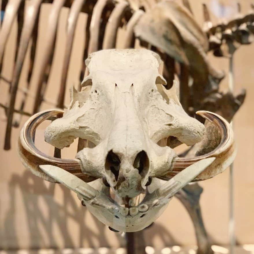 アメリカ自然史博物館さんのインスタグラム写真 - (アメリカ自然史博物館Instagram)「What’s that skull? It’s the giant forest hog (Hylochoerus meinertzhageni), an animal still found today! The skull and jaw of this hog from equatorial central Africa show the skull form, and especially the tusklike canines, that are typical of pigs. Unlike the canine teeth of peccaries, those of pigs do not interlock. The upper canines extend upward from the mouth rather than downward, as in most mammals. See this specimen up close in the Museum’s Hall of Advanced Mammals!  Photo: © AMNH」8月25日 21時30分 - amnh